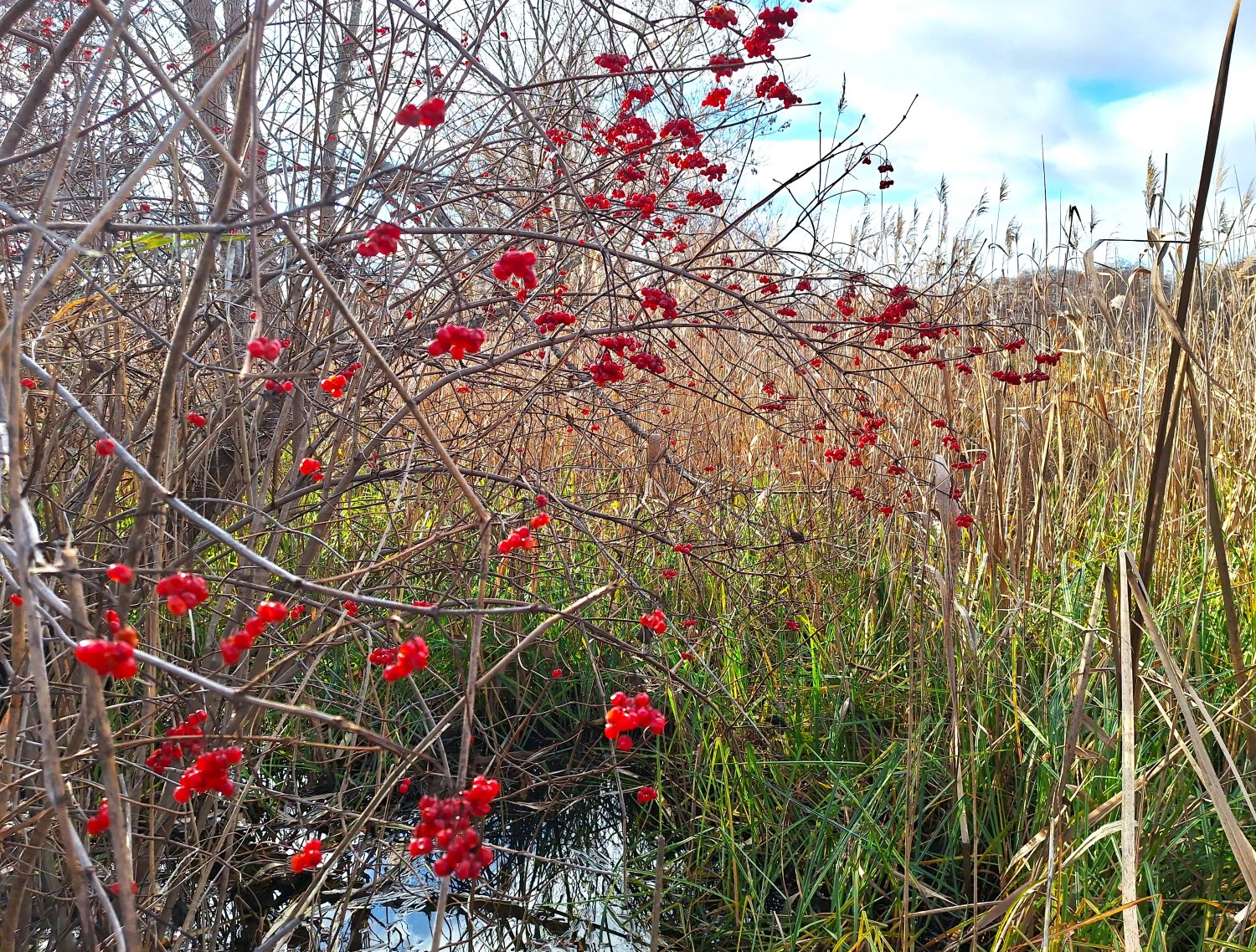 784 Tahamlyk4 Kalyna Resized