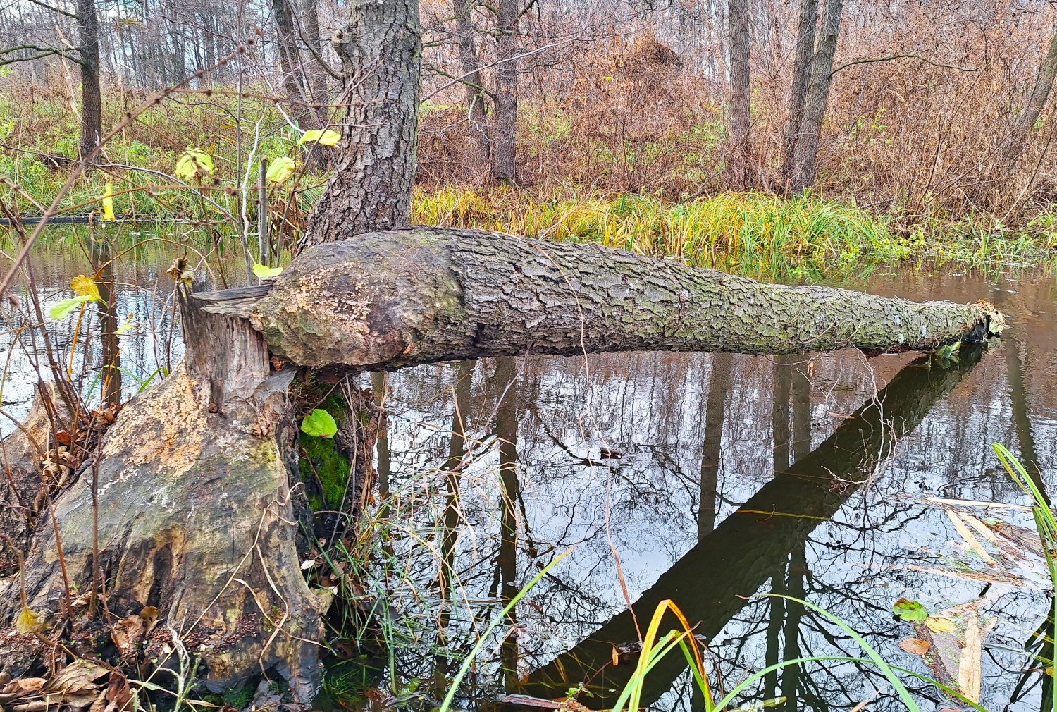 784 Tahamlyk9 Bobry Resized