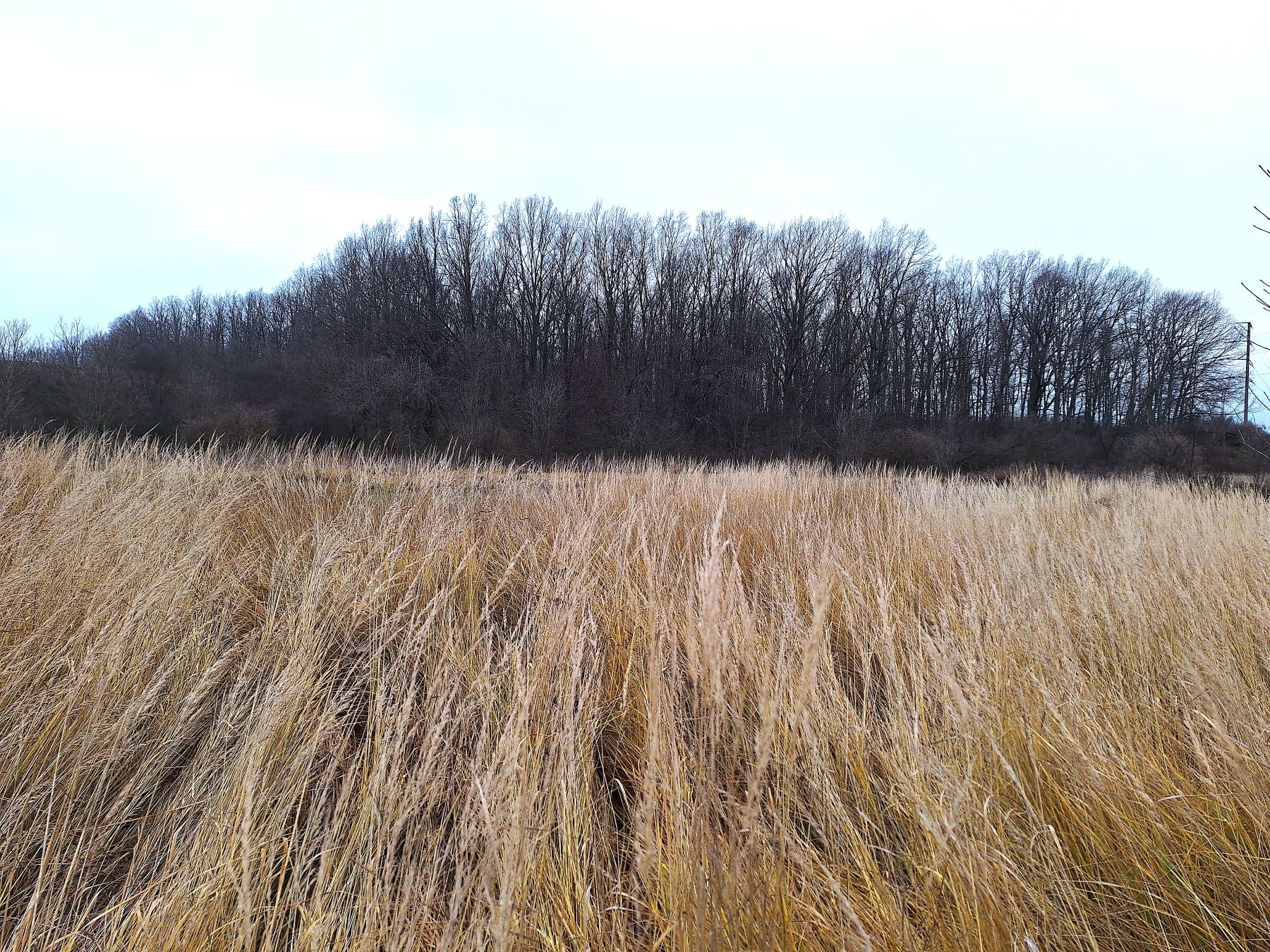 Buzova trava i Kutsivka Small