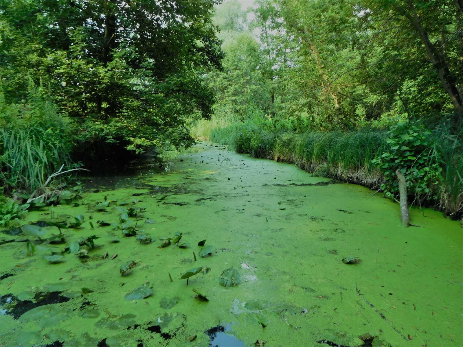Річка Коломак